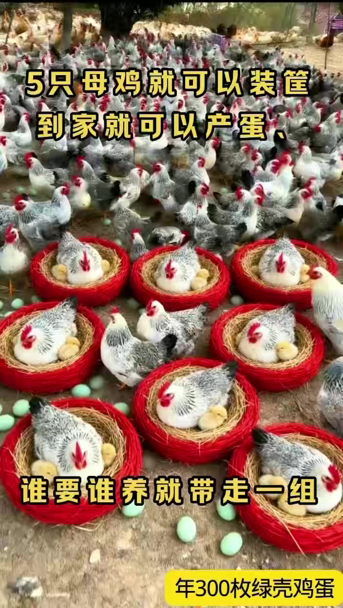 产绿壳蛋的稻花鸡一年产蛋300枚