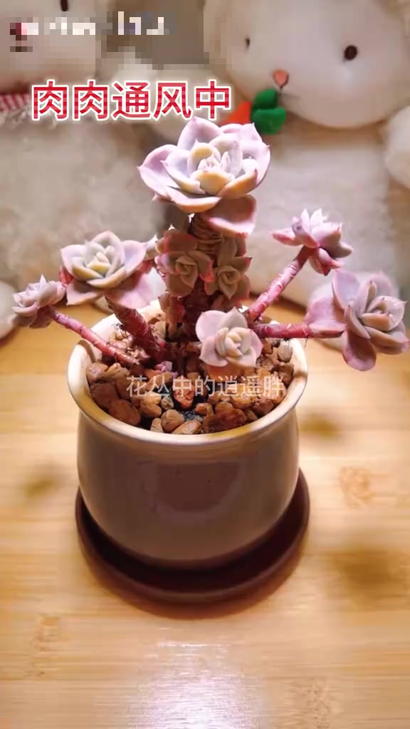 多肉喝水吨吨吨，爱爆崽的丝绸面纱