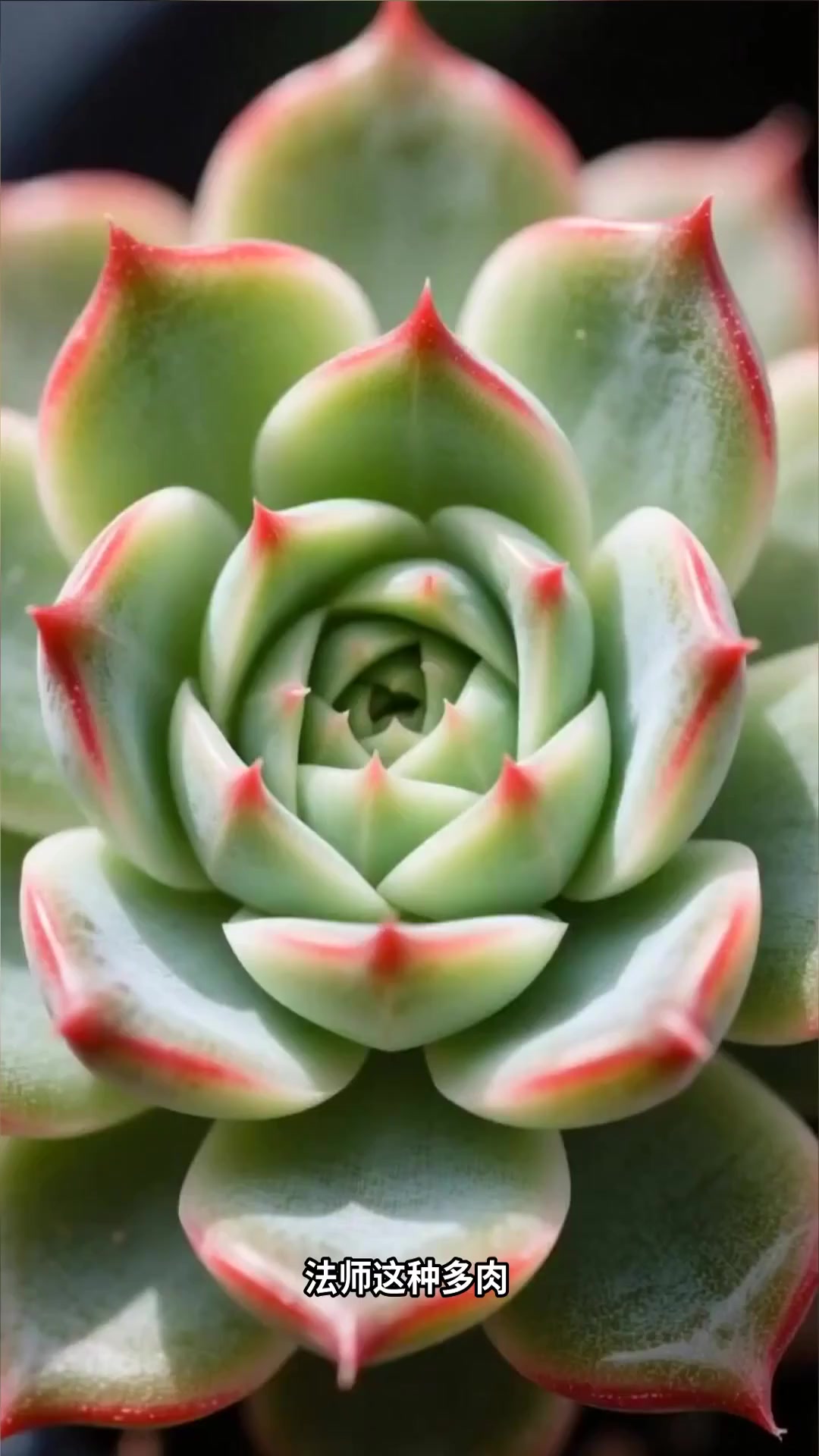 法师：造型如玫瑰大型多肉