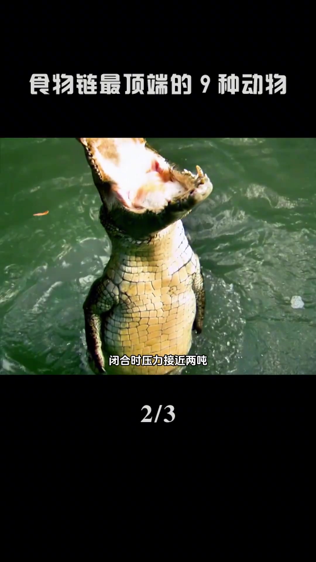 科普：食物链最顶端的9种动物