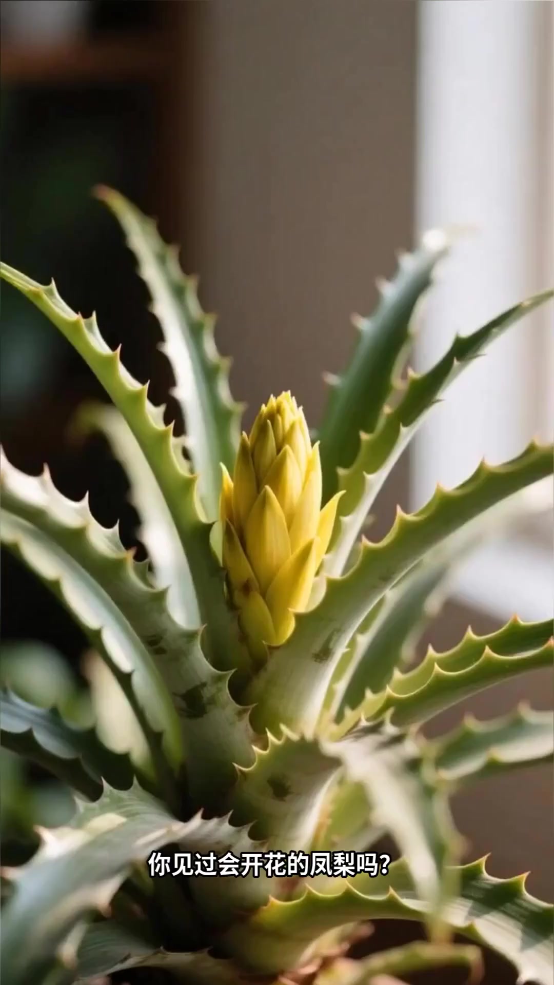 莺歌凤梨：黄色花苞艳丽凤梨