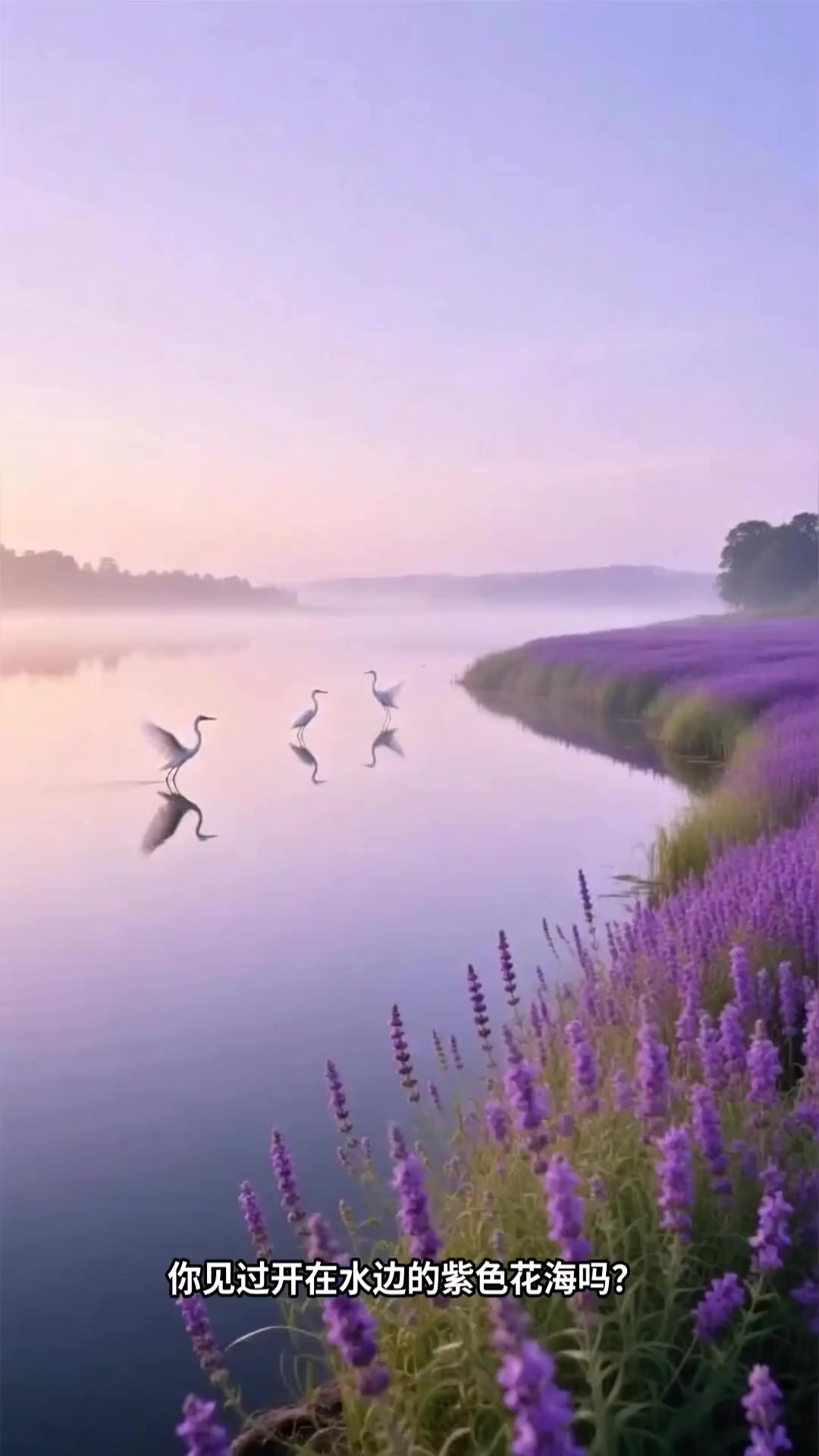 千屈菜:紫色穗状水生花卉