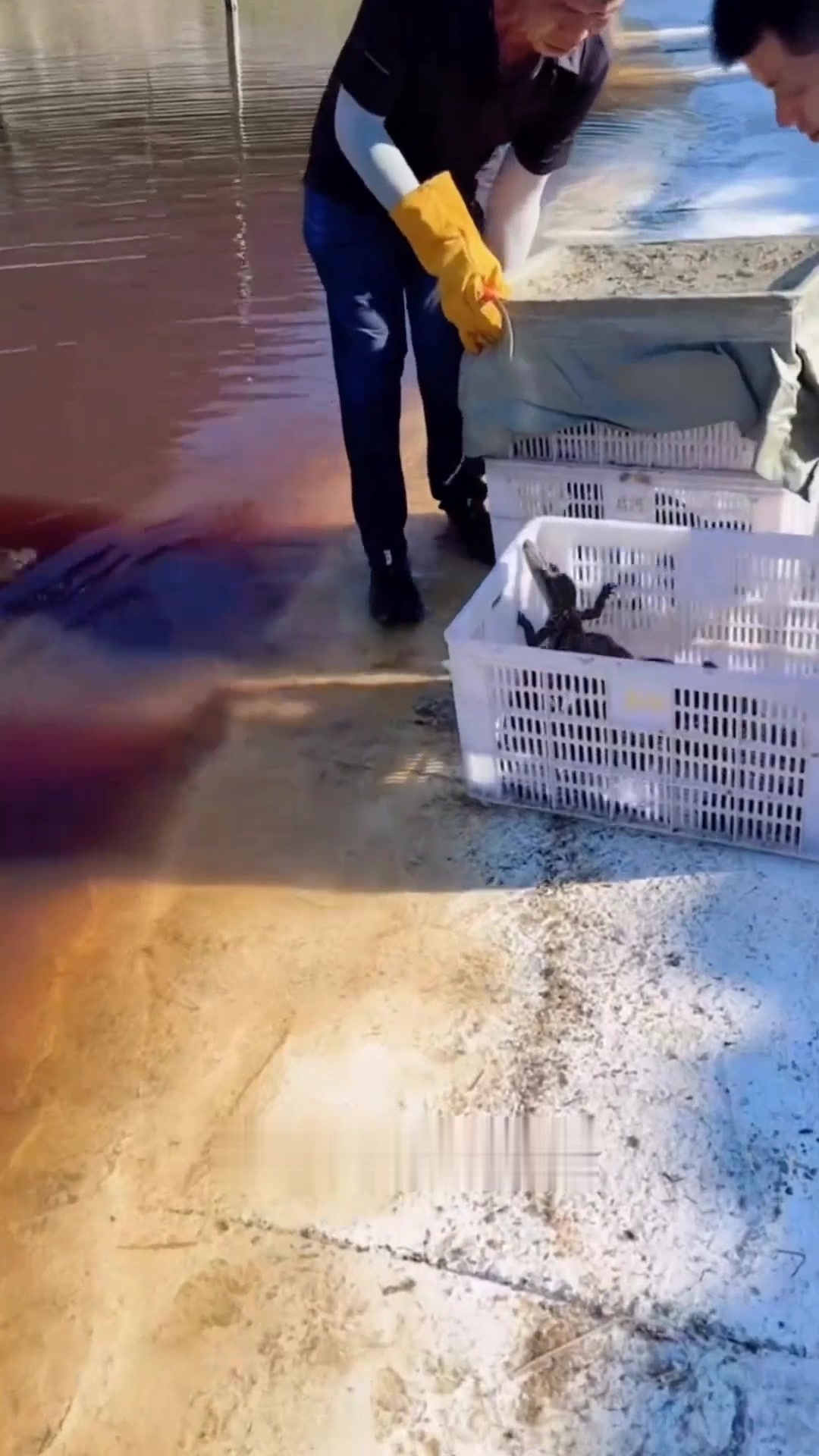 小鳄鱼苗放入大池一年，高温天气下它们成长得咋样了？