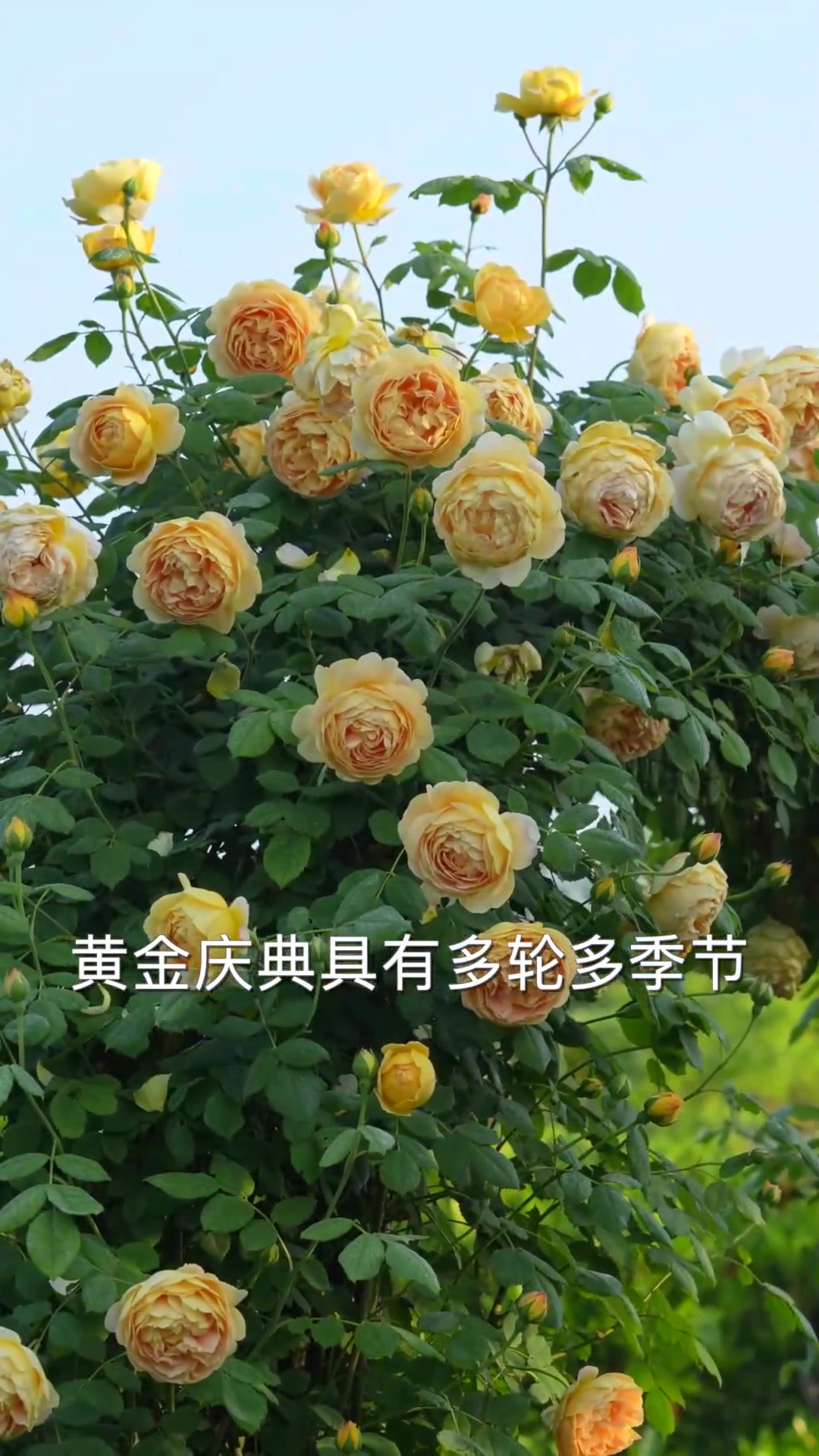 黄色藤本月季推荐黄金庆典，群开大包子多季开花