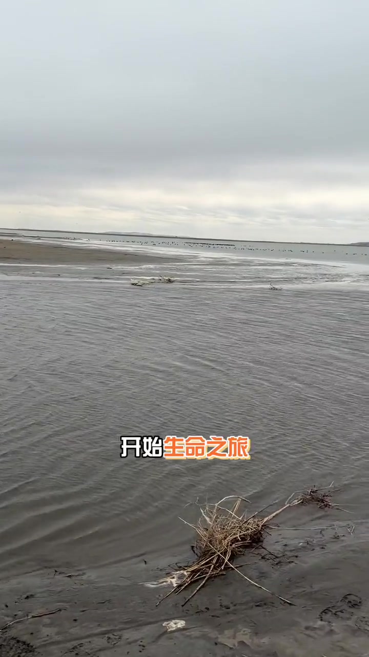 来看达里湖华子鱼洄游