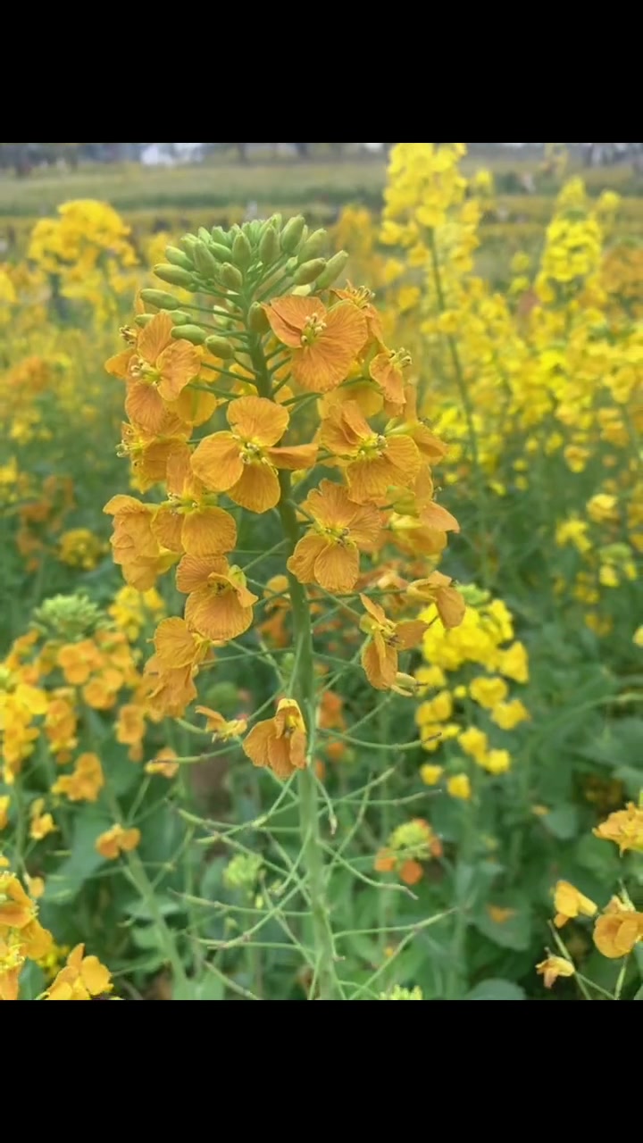 田间地头走一走，阳光小男孩与油菜花