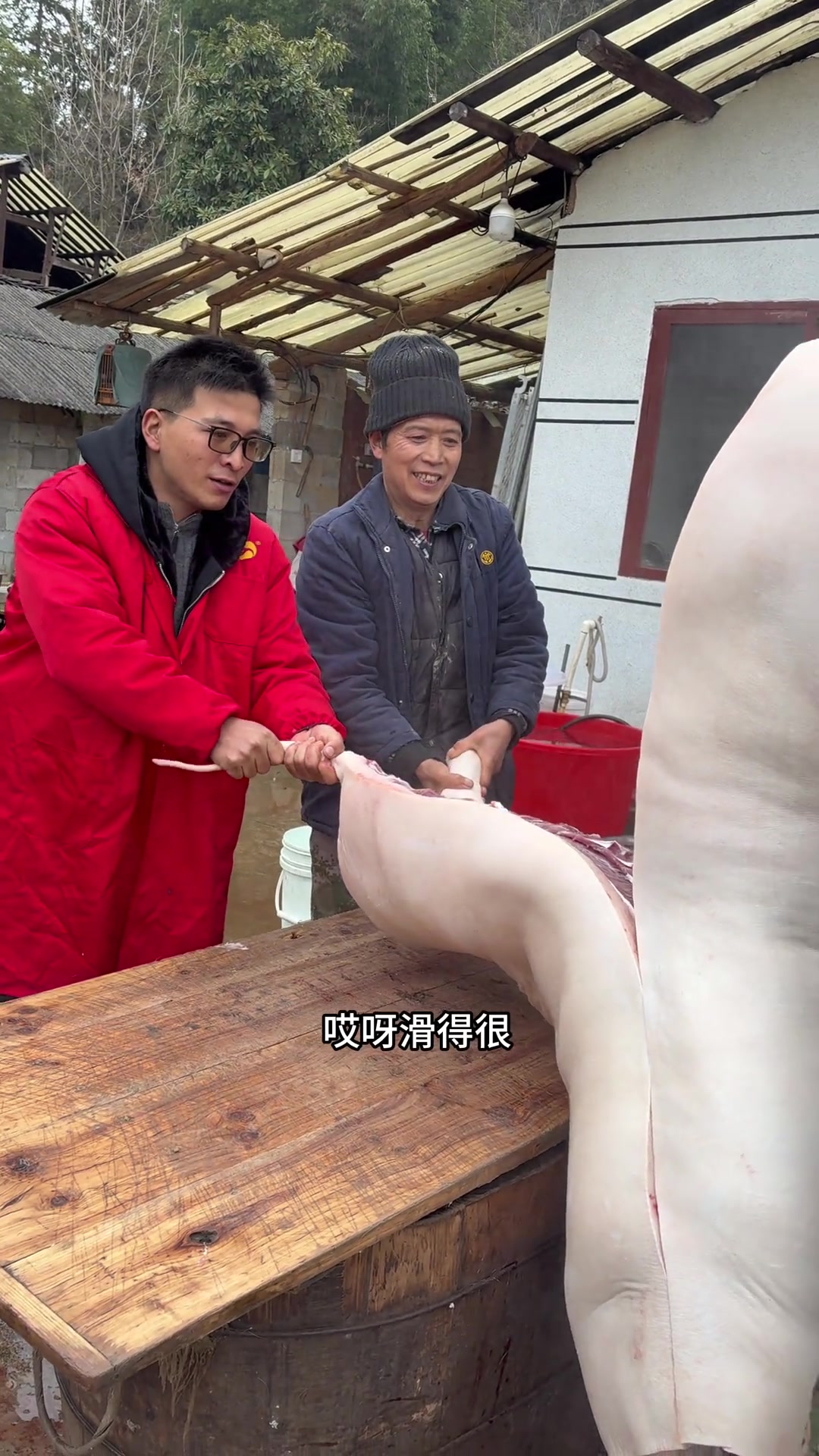 又吃刨汤了,乡村杀年猪美食!