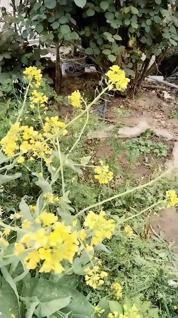 优质高产的大白菜种子！