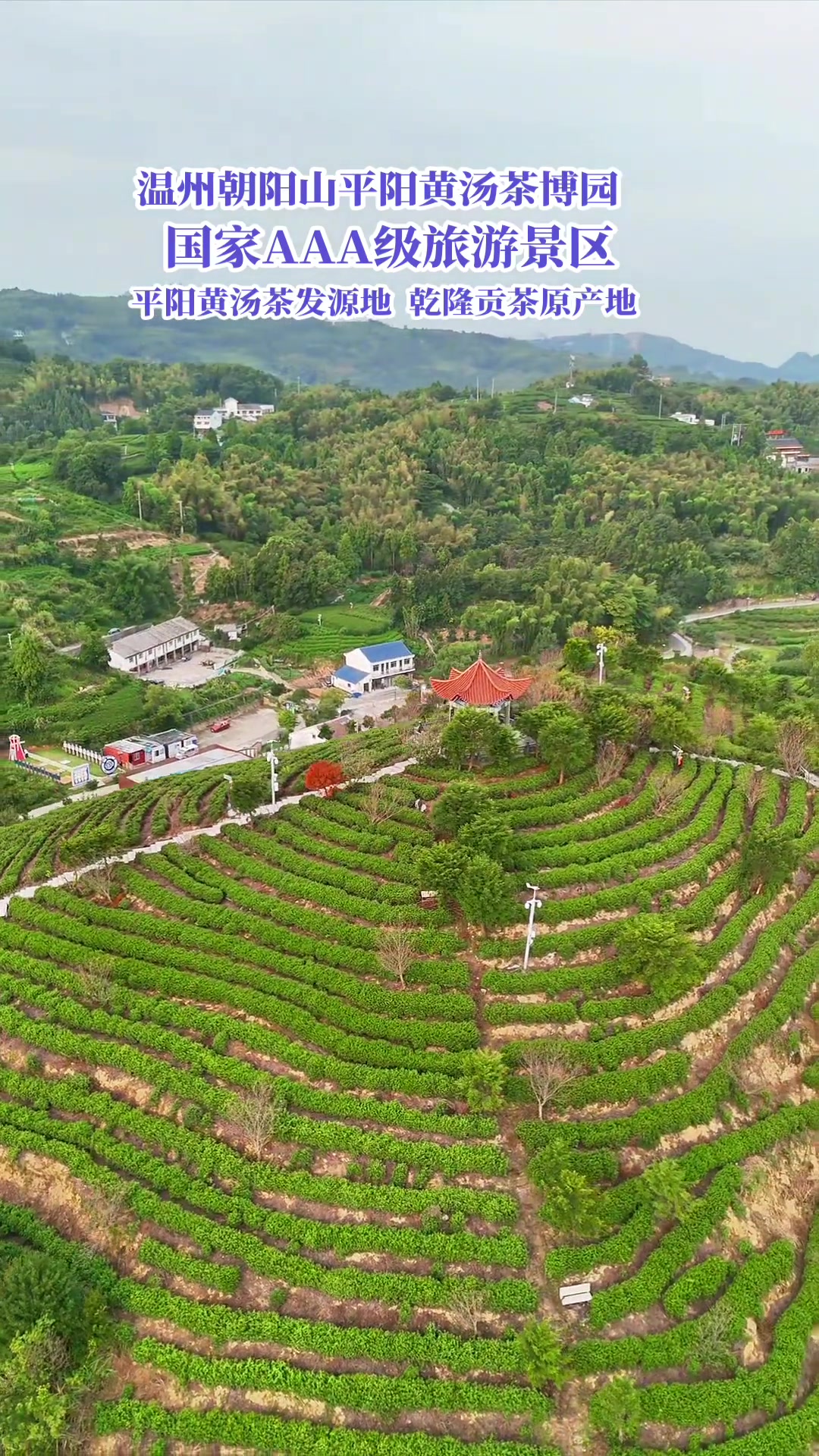 温州朝阳山平阳黄汤茶博园,国家3A级景区你去过吗?