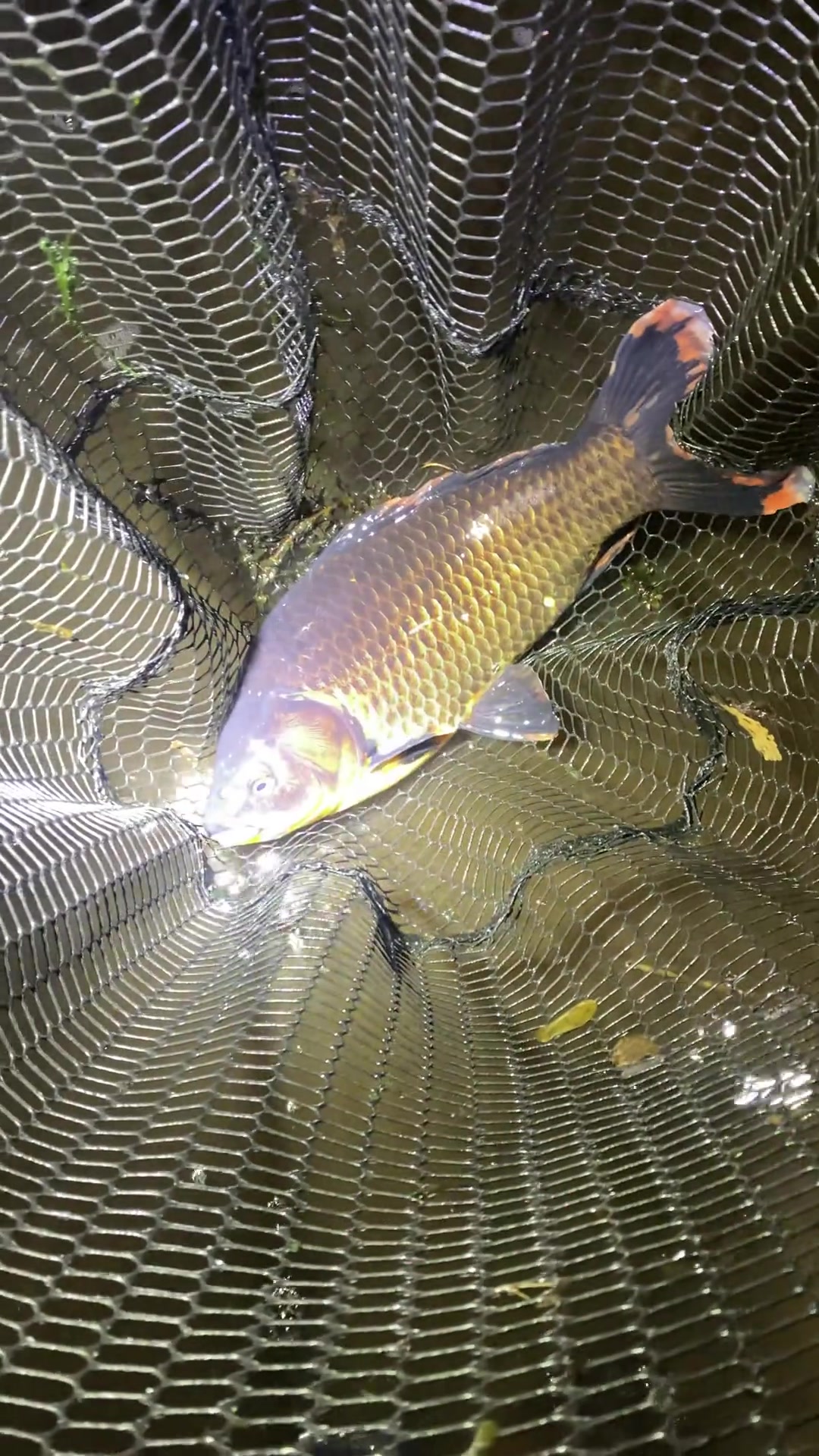 沈阳野采原生鱼原生鱼这玩意可挺好吃啊