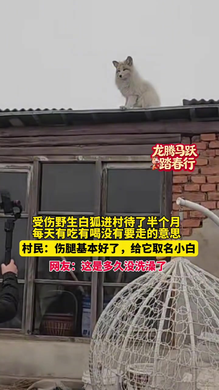 受伤野生白狐进村待了半个月，每天有吃有喝没有要走的意思，村民：伤腿基本好了，给它取名小白，