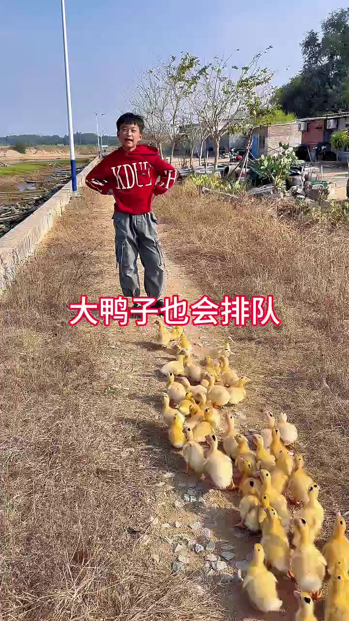 大鸭子排队走起来太可爱了，一扭一扭的！