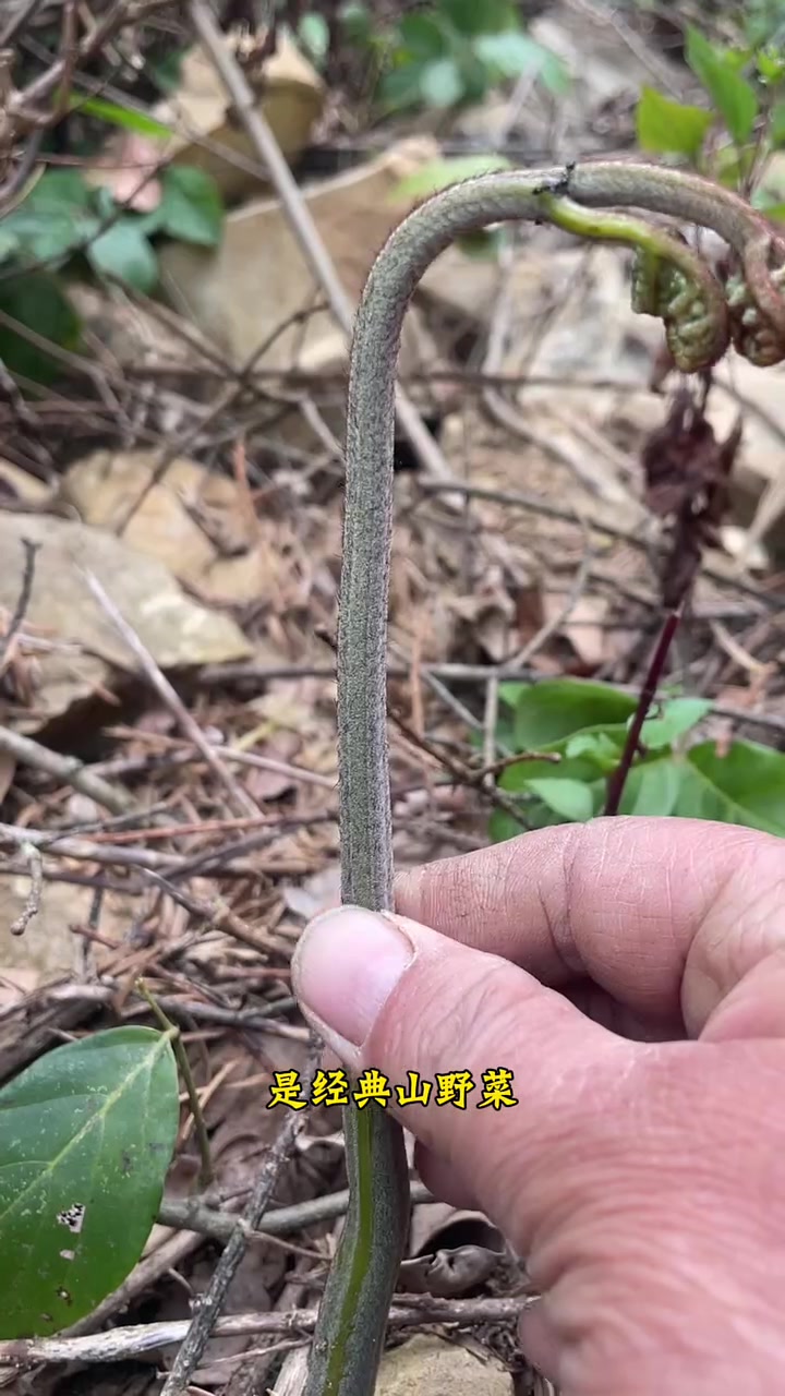 拳头菜是村头经典山野菜