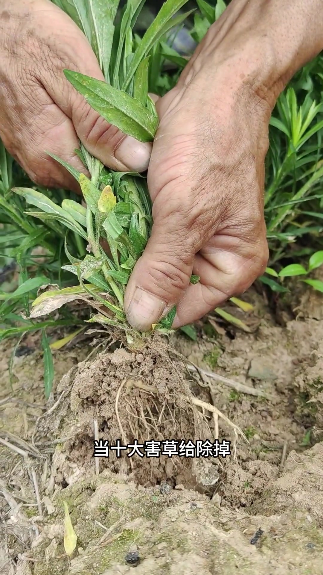 别小瞧农村像鸡毛掸子的小蓬草