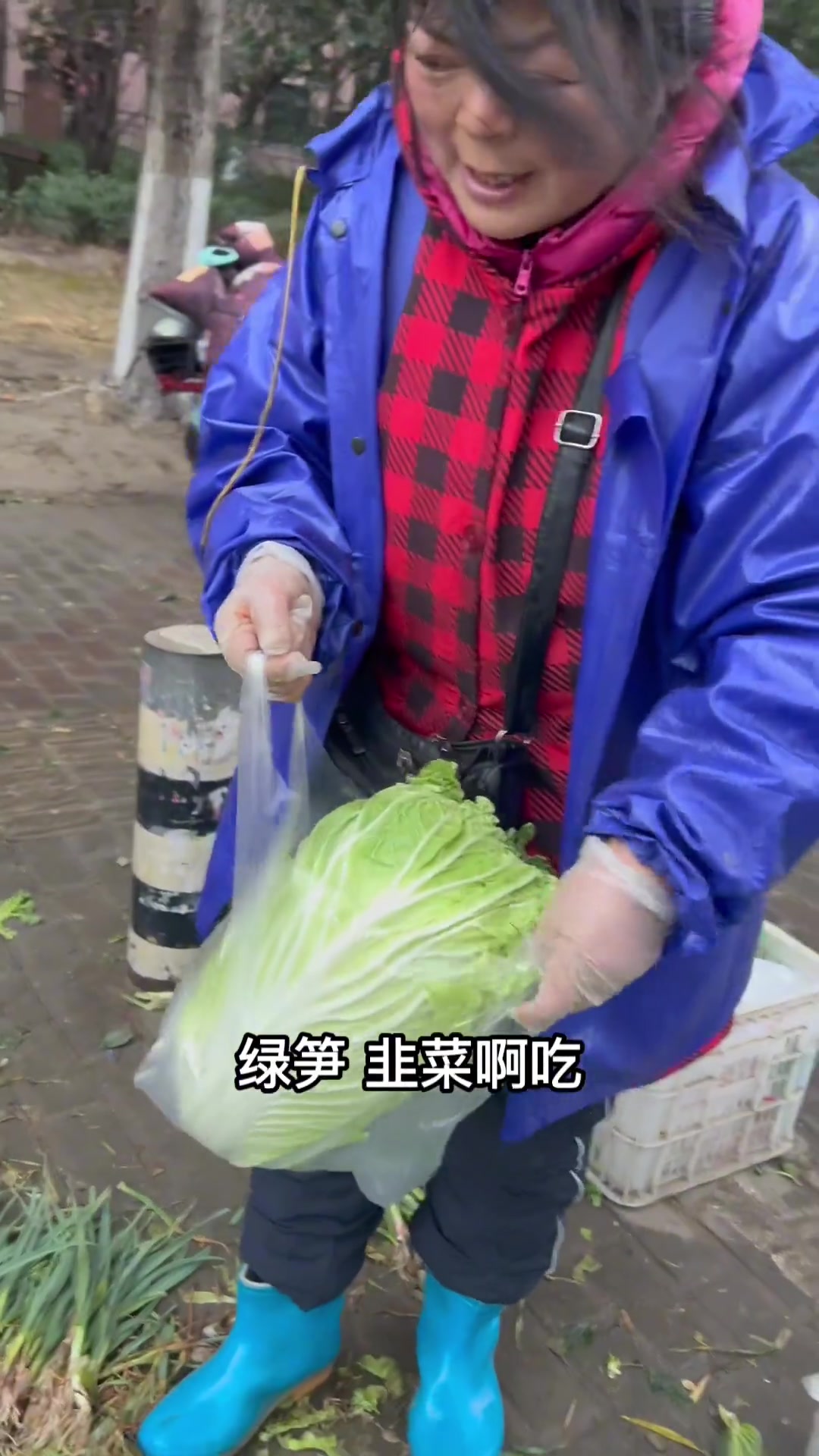 又到了吃上霜青菜的日子了 苏州话