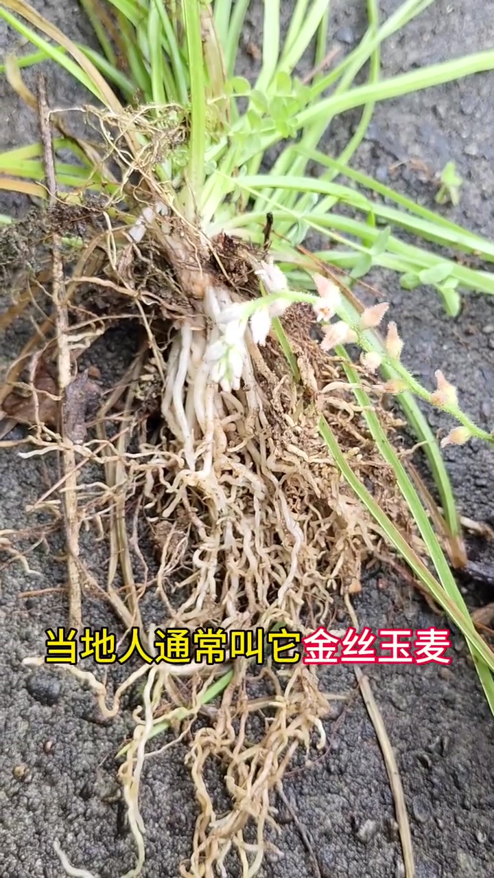 肺筋草——此物别名众多,你叫它什么呢?金线吊白米,儿菜,金丝玉麦!
