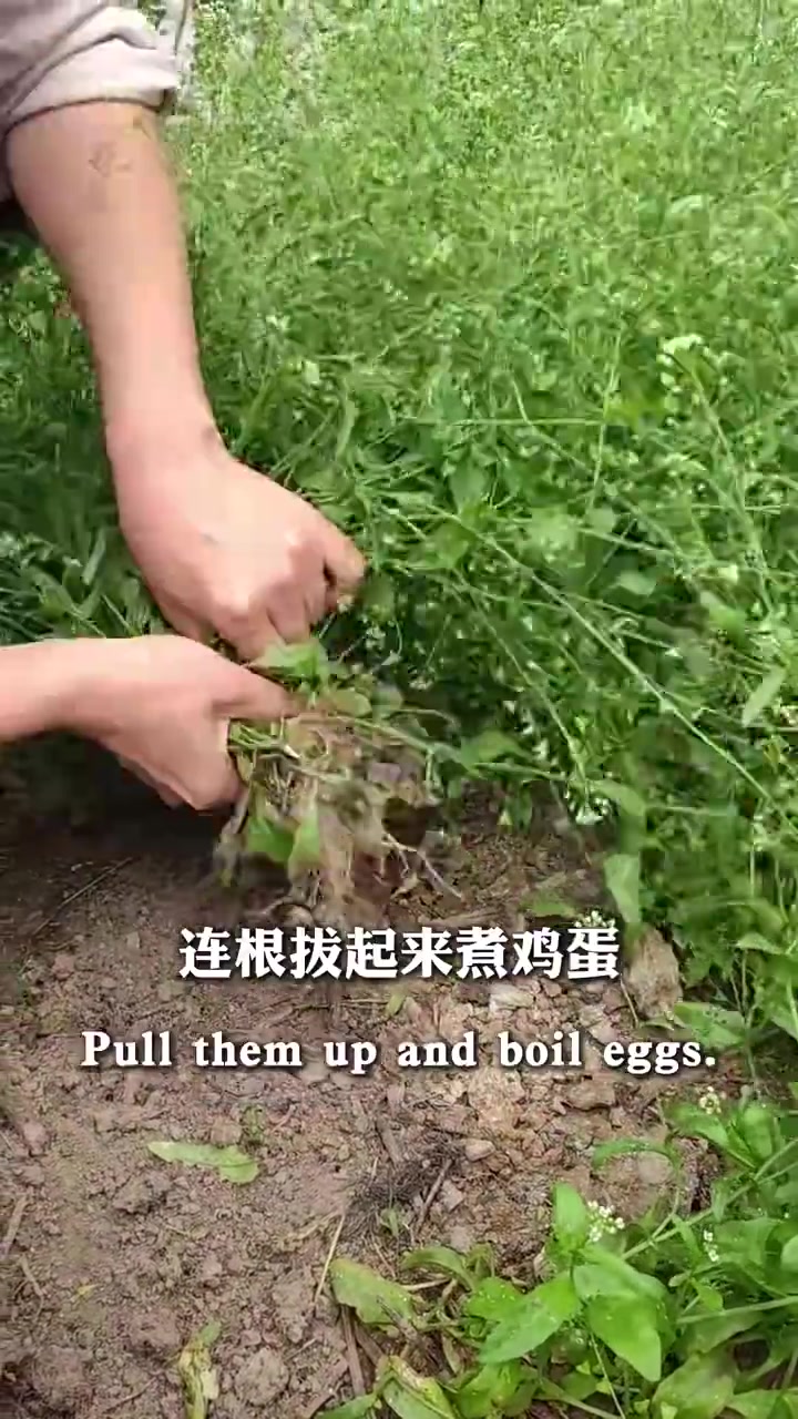 4种方法教你认荠菜,春天到郊外挖野菜挖荠菜,这4种方法教会你一眼认出荠菜