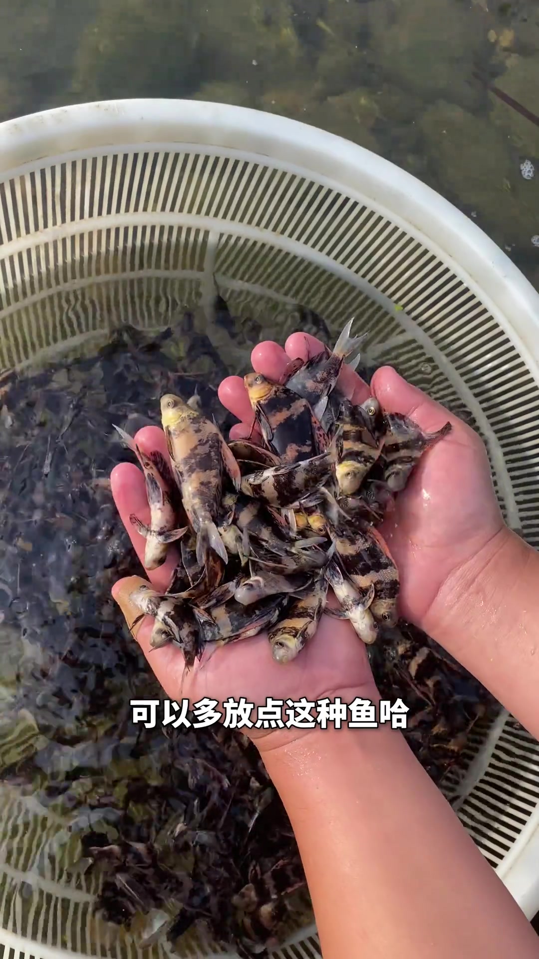 适合放生的鱼苗与特种鱼，祈福好选择