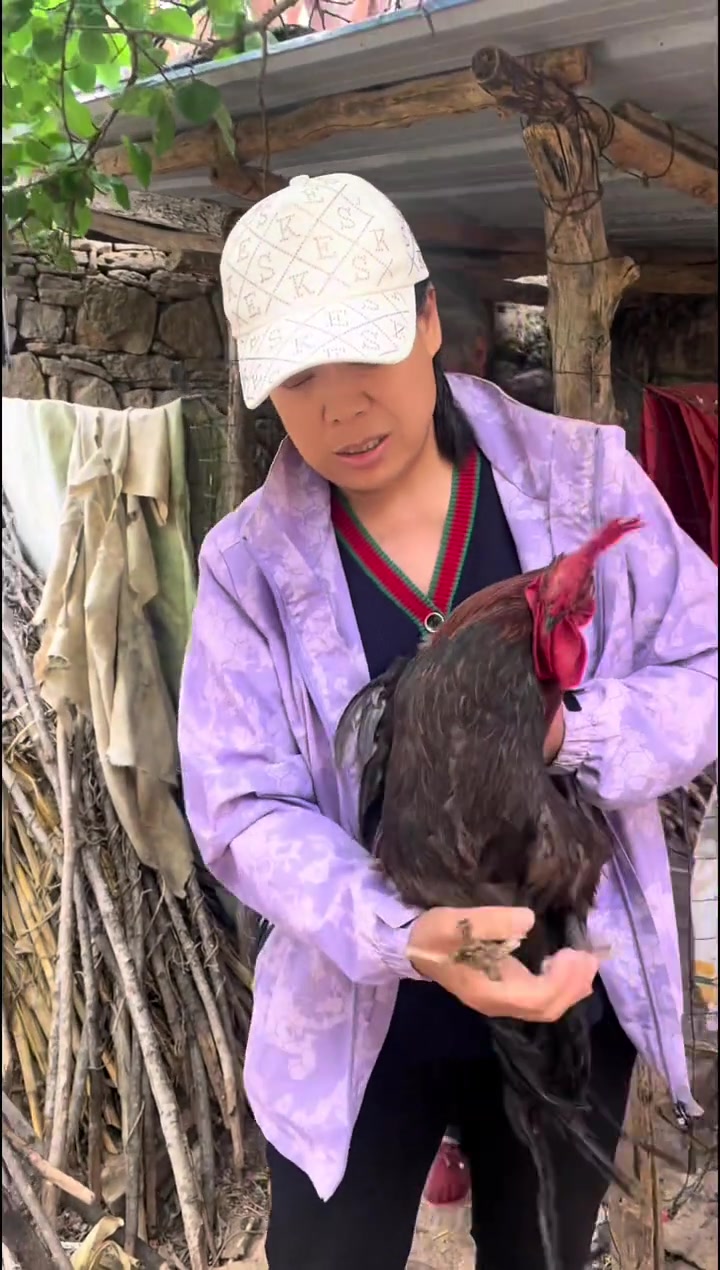 去年的小笨鸡你们那里多少钱呀