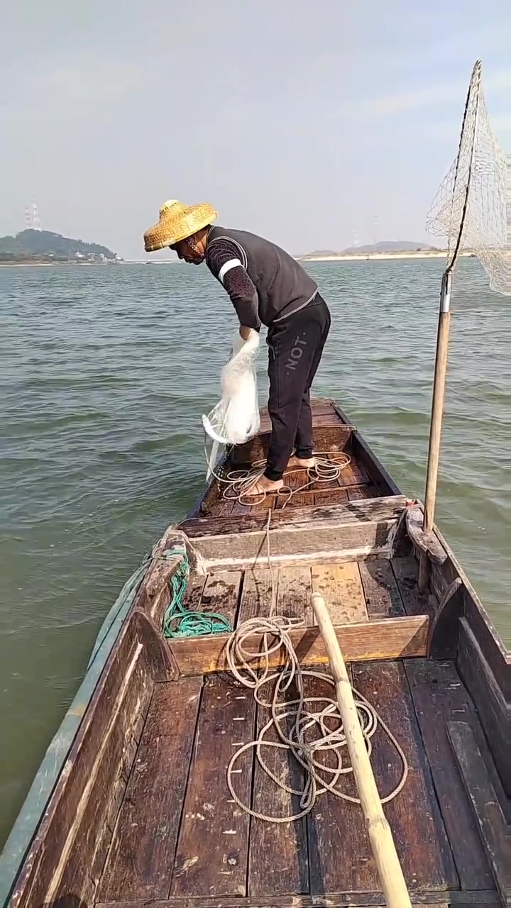 年年有余纯野生黄金鲤鱼