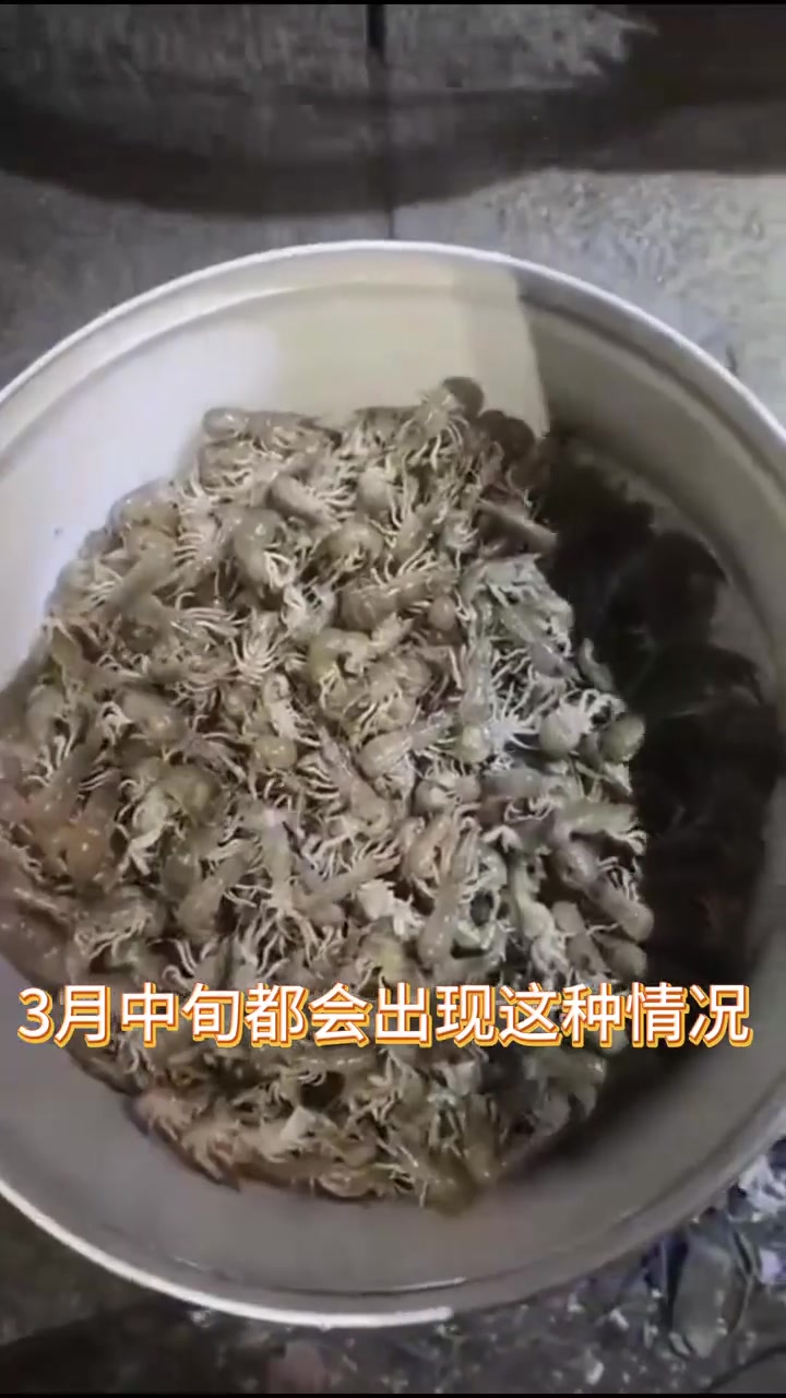 鲜活肥美的泸沽虾来啦!