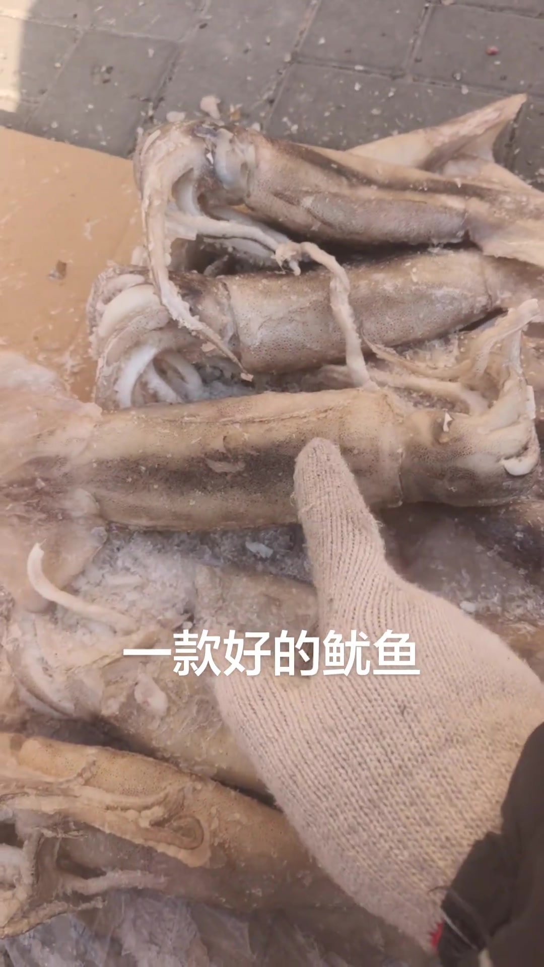 天津同城的海鲜鱿鱼