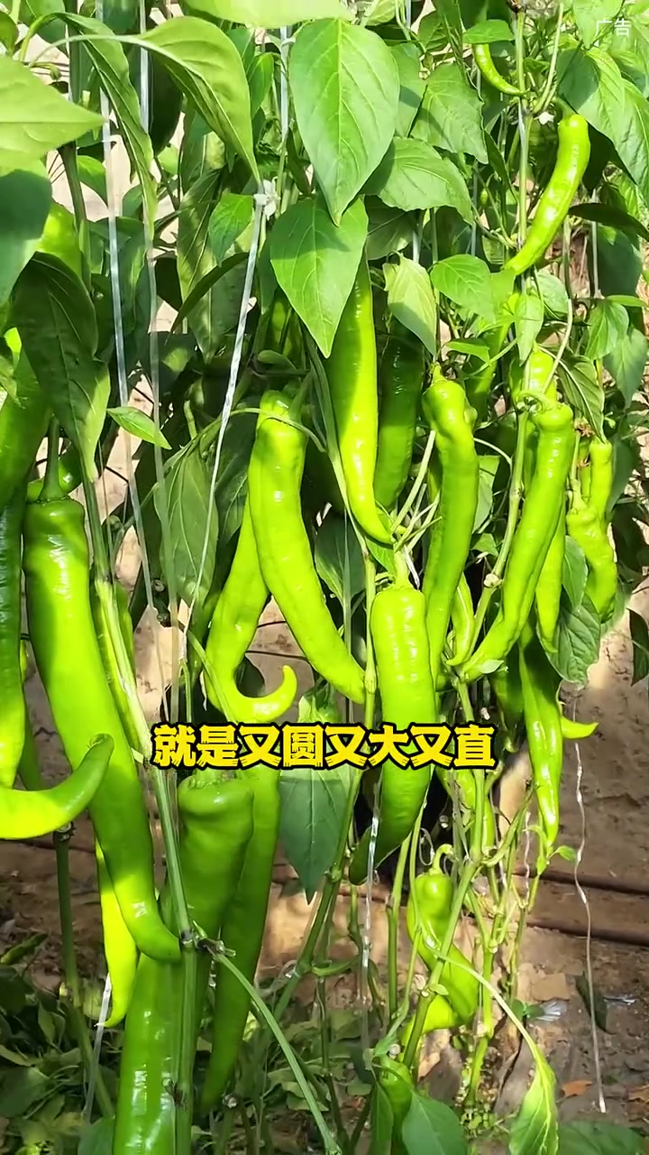 铁岭想买点健康瓜果蔬菜,就去新区有巢氏依农壹号农场,散装礼盒全都有,自己吃送礼都很放心!铁
