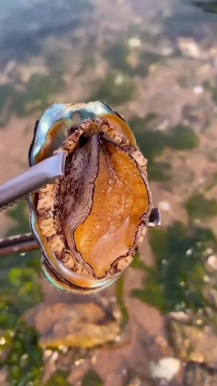 过年赶海抓抓抓,蓝色鲍鱼老铁们见过么,海洋还有许多有趣的小生物