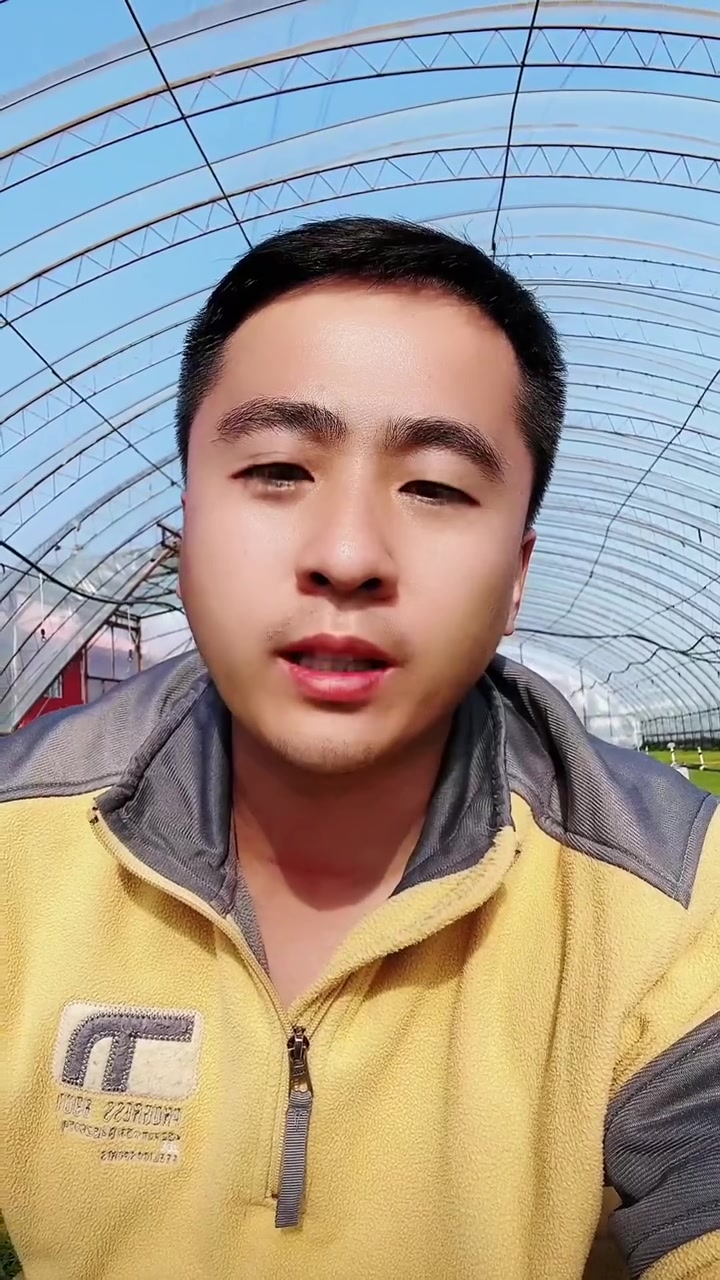 水稻秧苗红叶子，细菌性褐斑病磷代谢异常怎么治！