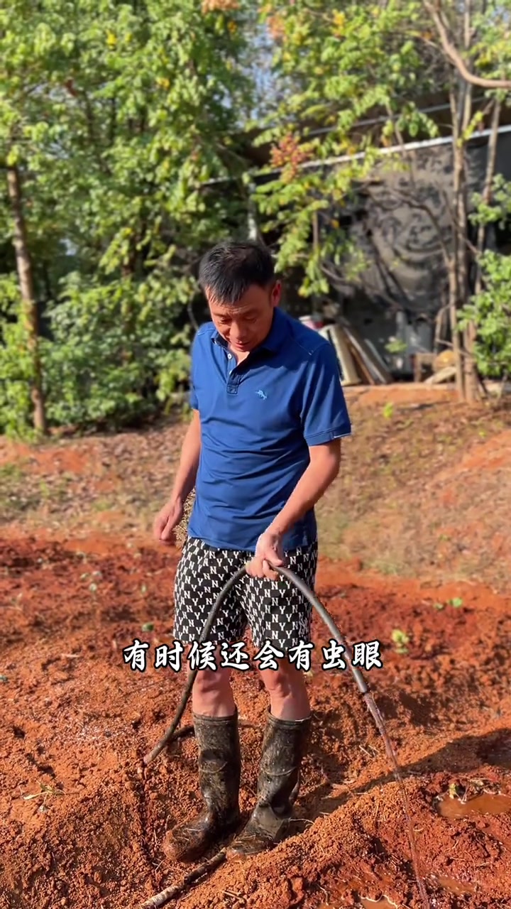 在自家的小菜园子挖地种绿色蔬菜,给有机蔬菜浇水
