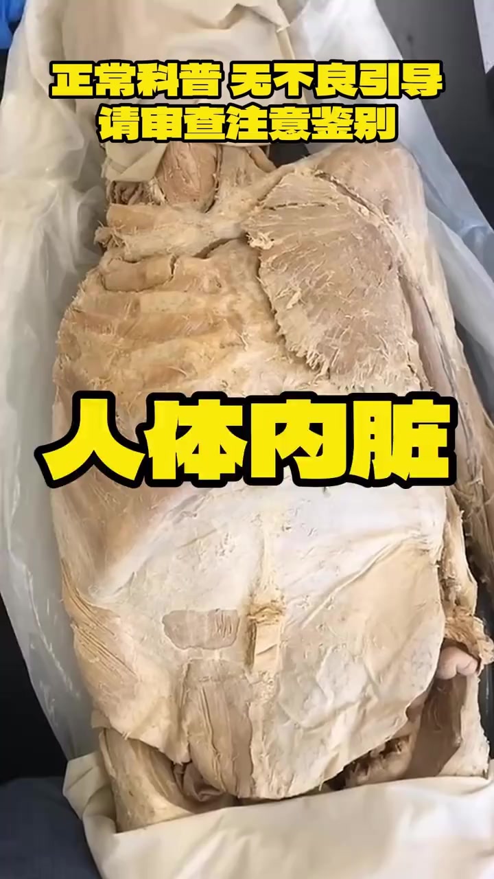 人体内脏器官解剖知识分享#悦动生活季#