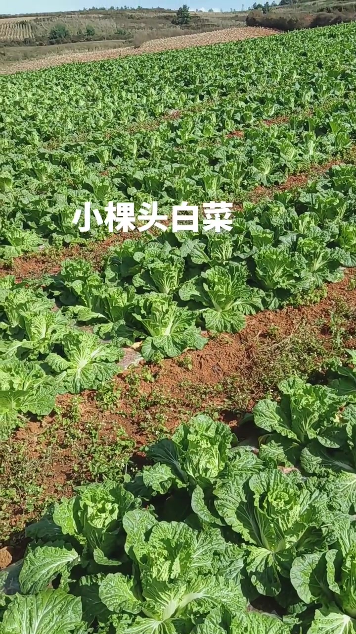 鲜嫩可爱的小棵头白菜！