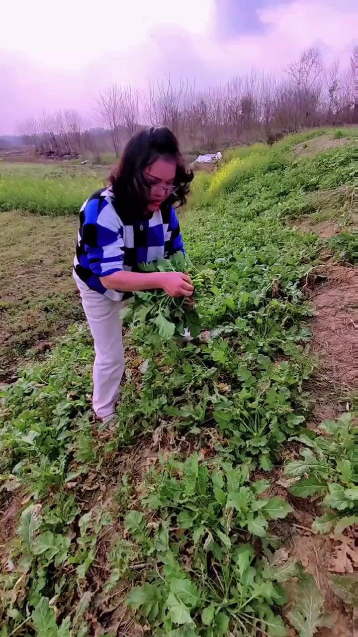 摘不完,根本摘不完,野韭菜可以炒鸡蛋,这个又该怎么吃呢?