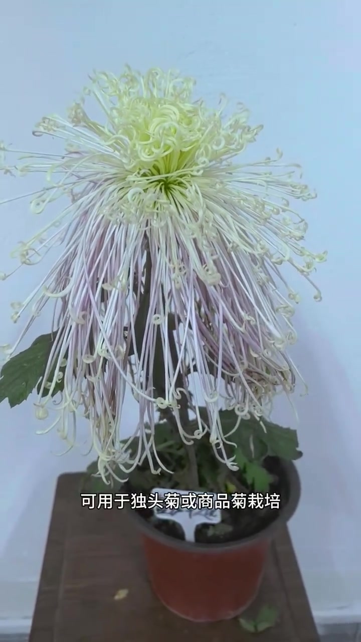 分享视频
