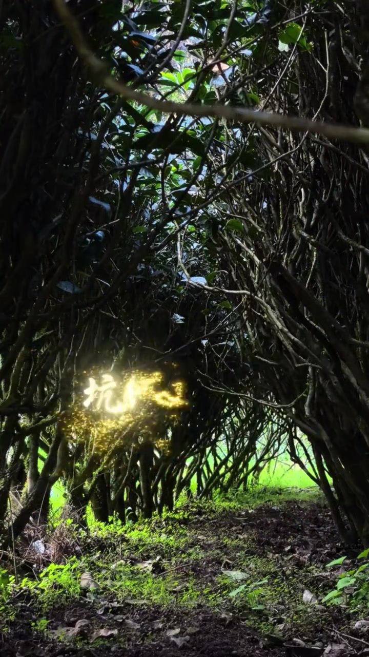 九龙窠肉桂是武夷岩茶正岩山场好茶