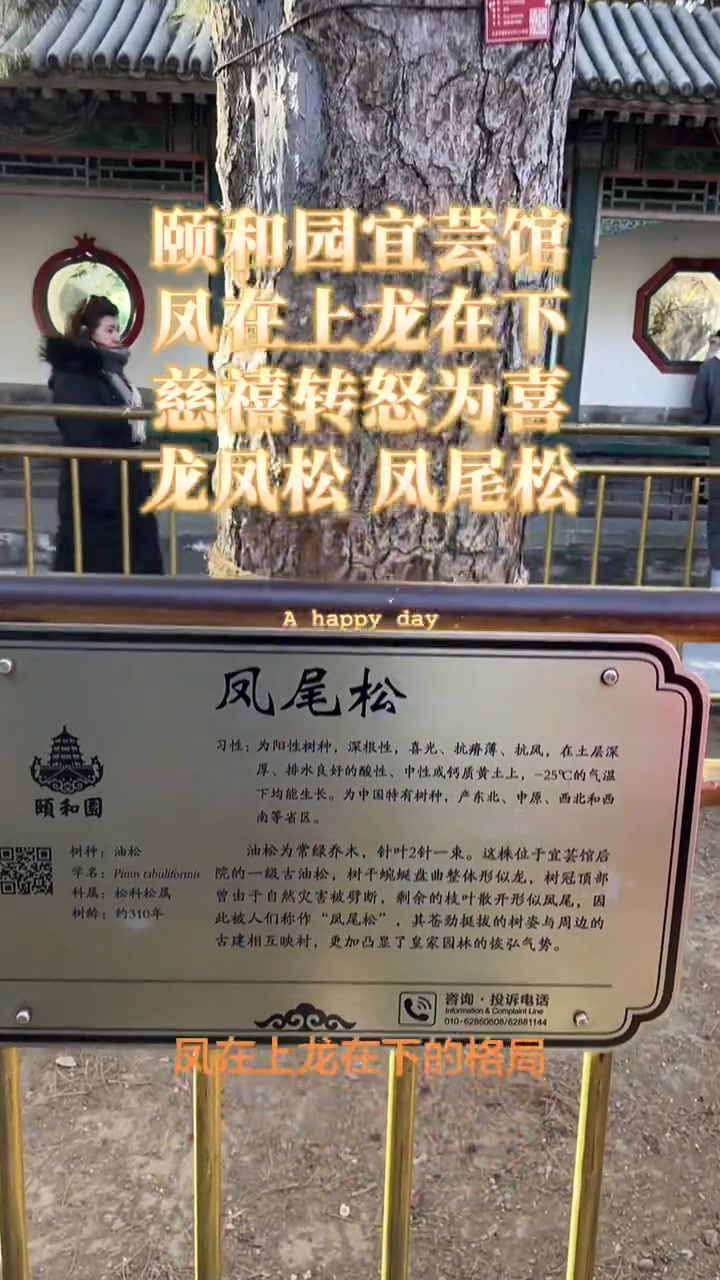 颐和园300多年古松变凤尾松的传奇故事