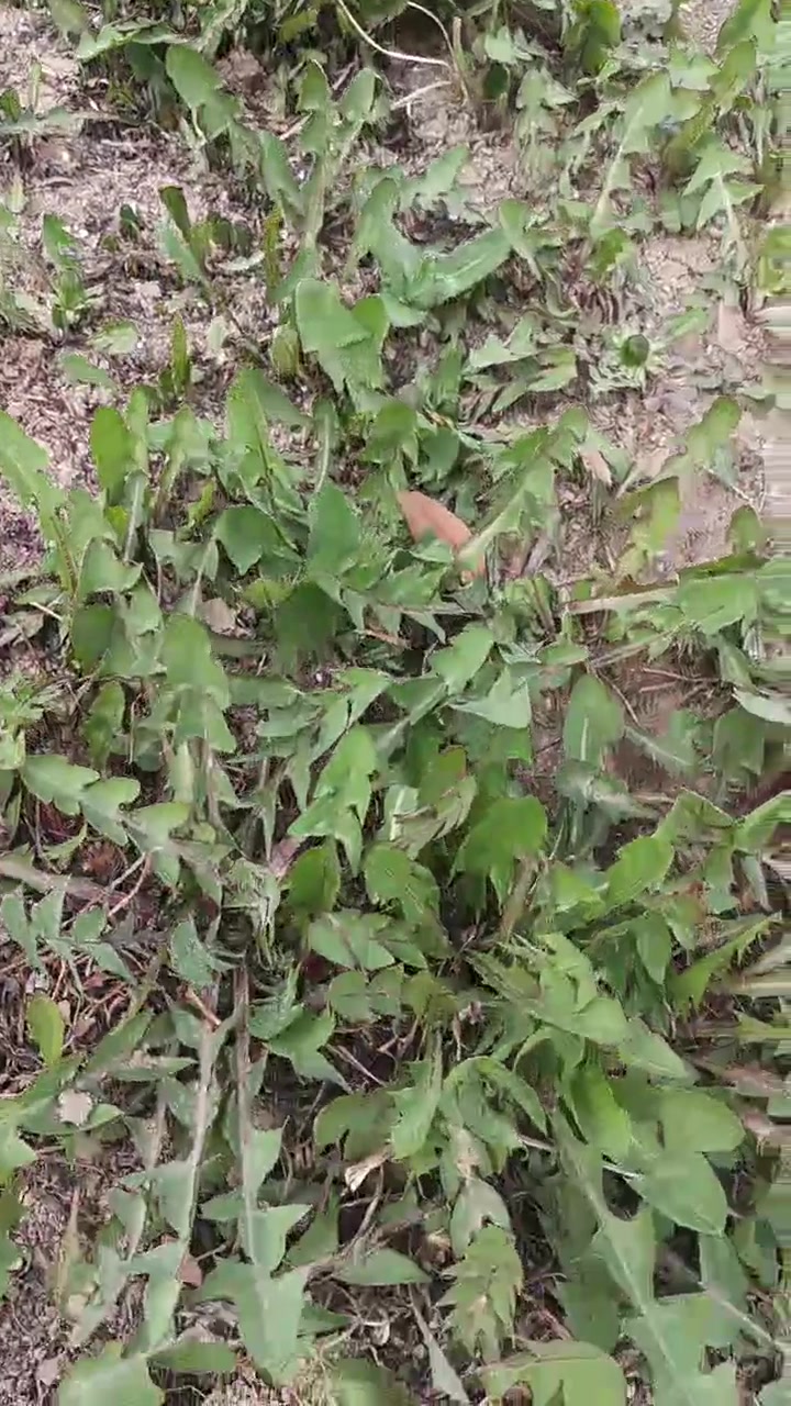 有知道这个野菜叫什么名字的吗