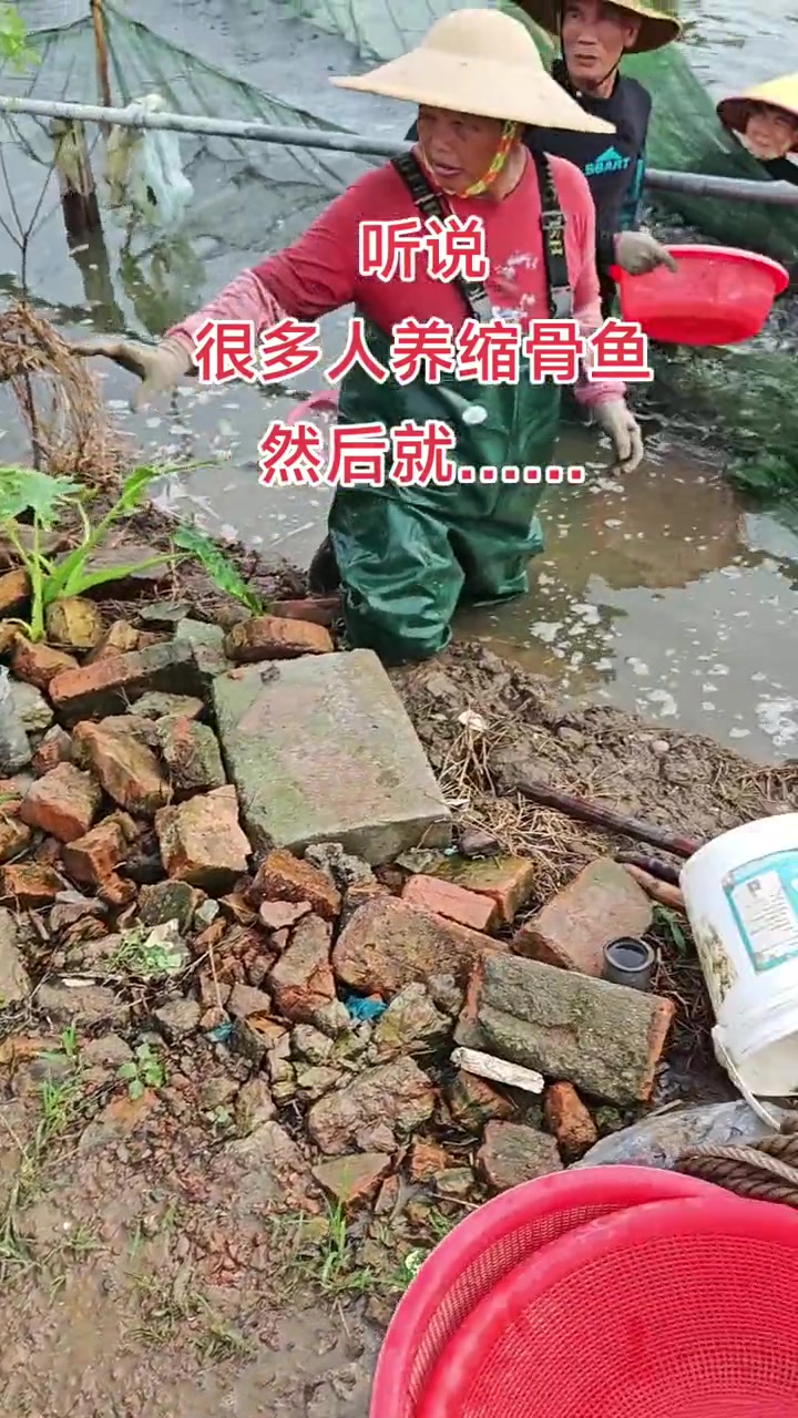 我养了十几万缩骨大头,你紧张还是我紧张?