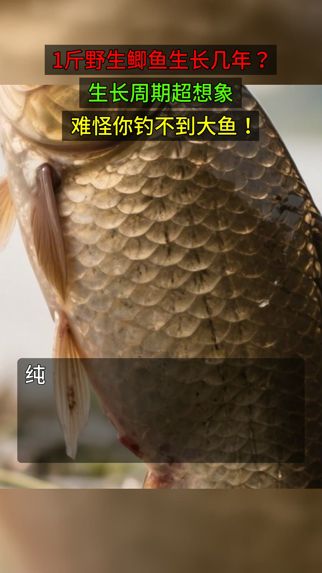 1斤野生鲫鱼生长几年?生长周期超想象,难怪你钓不到大鱼!