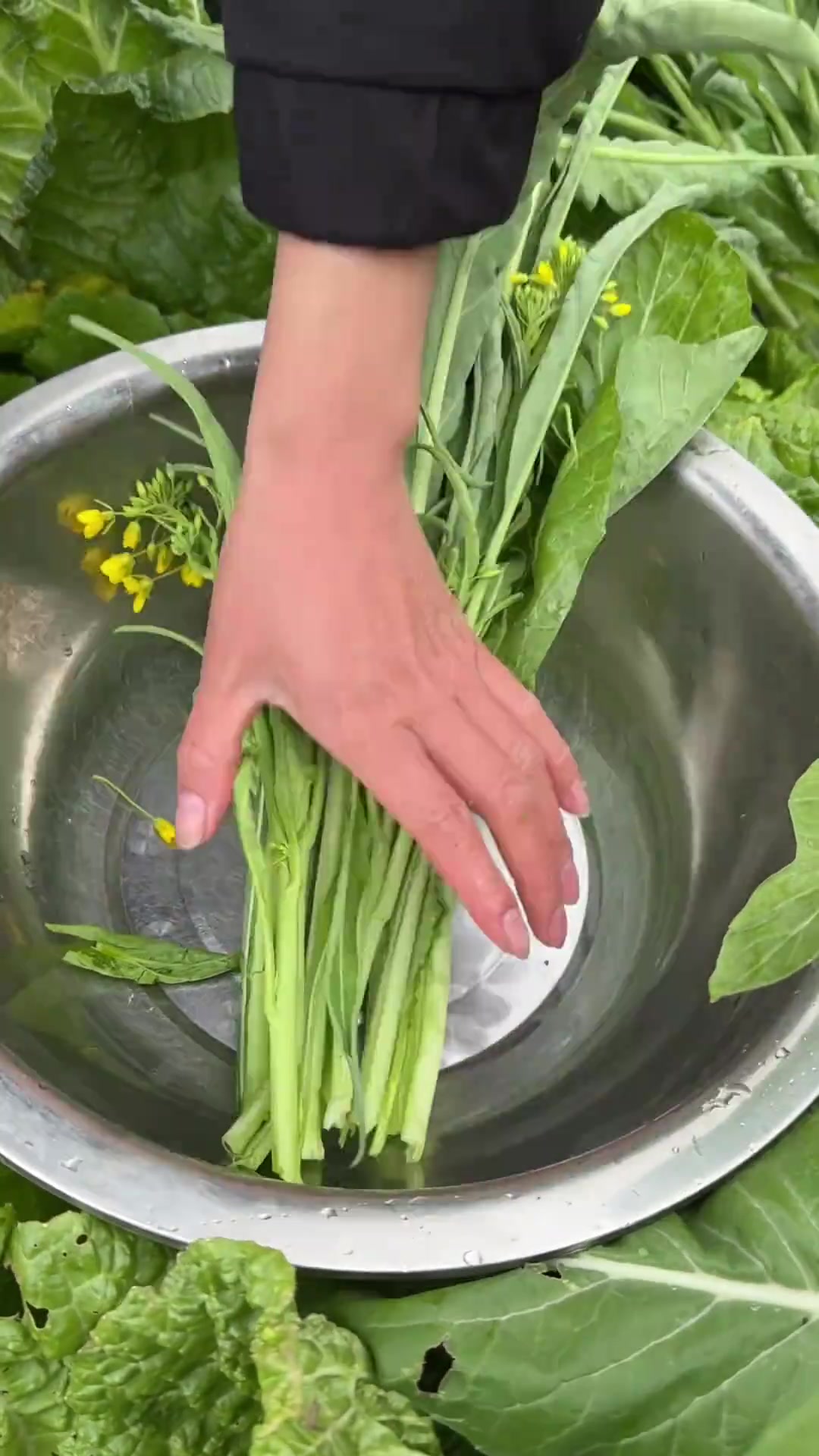 山野寻鲜捡鹅蛋,煮一锅鲜醇鹅肉火锅太满足!