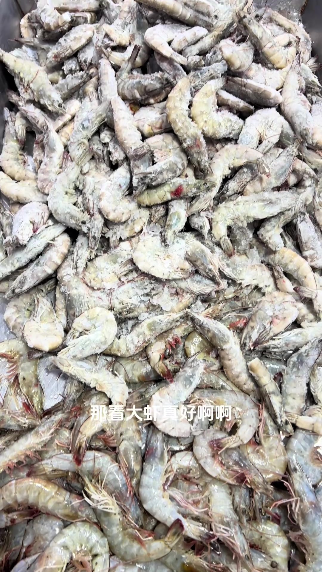 现场实拍海墩墩的大虾
