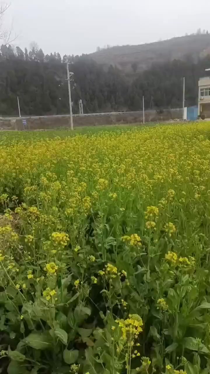 记录家乡农村的油菜花美景