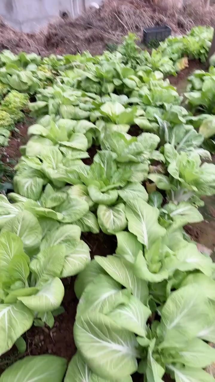 老家青菜好吃,妈妈自己种的,杭州花钱买不到正宗有机青菜