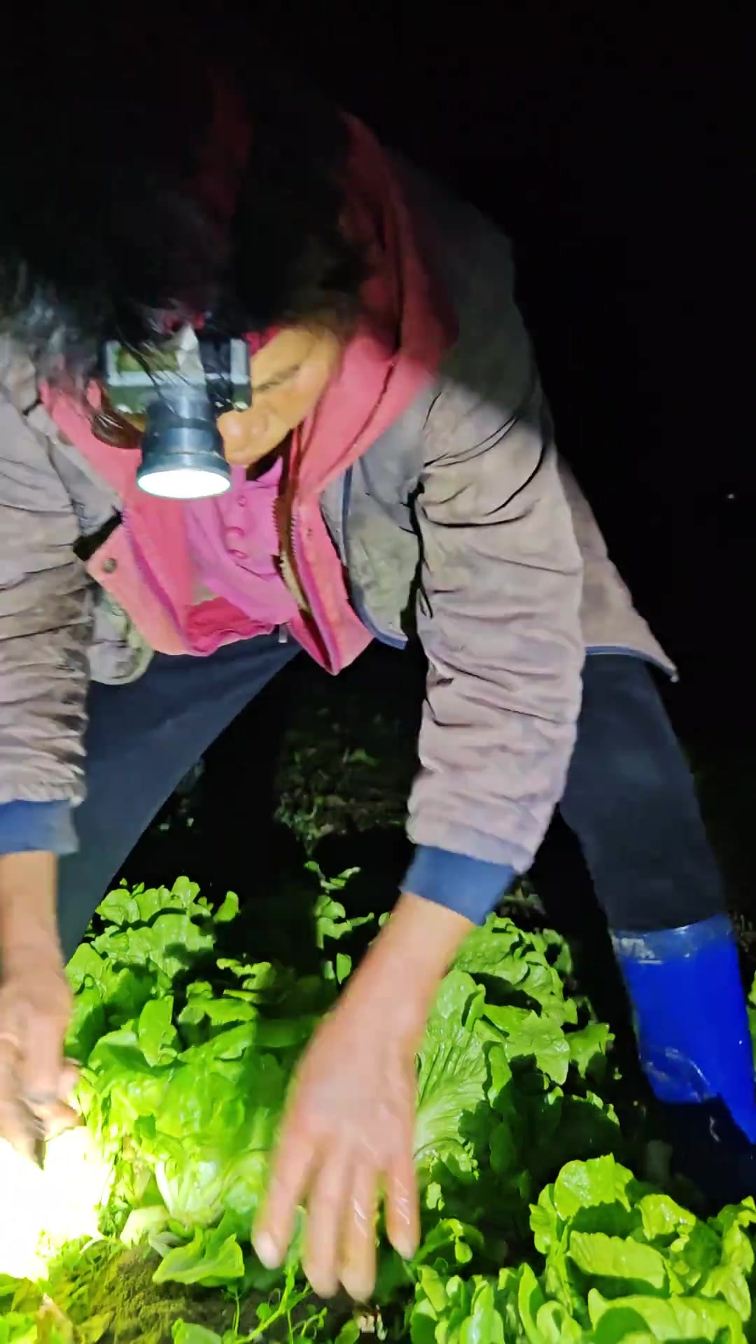 今天是南方小年，来菜地备菜，准备赶集摆摊卖！