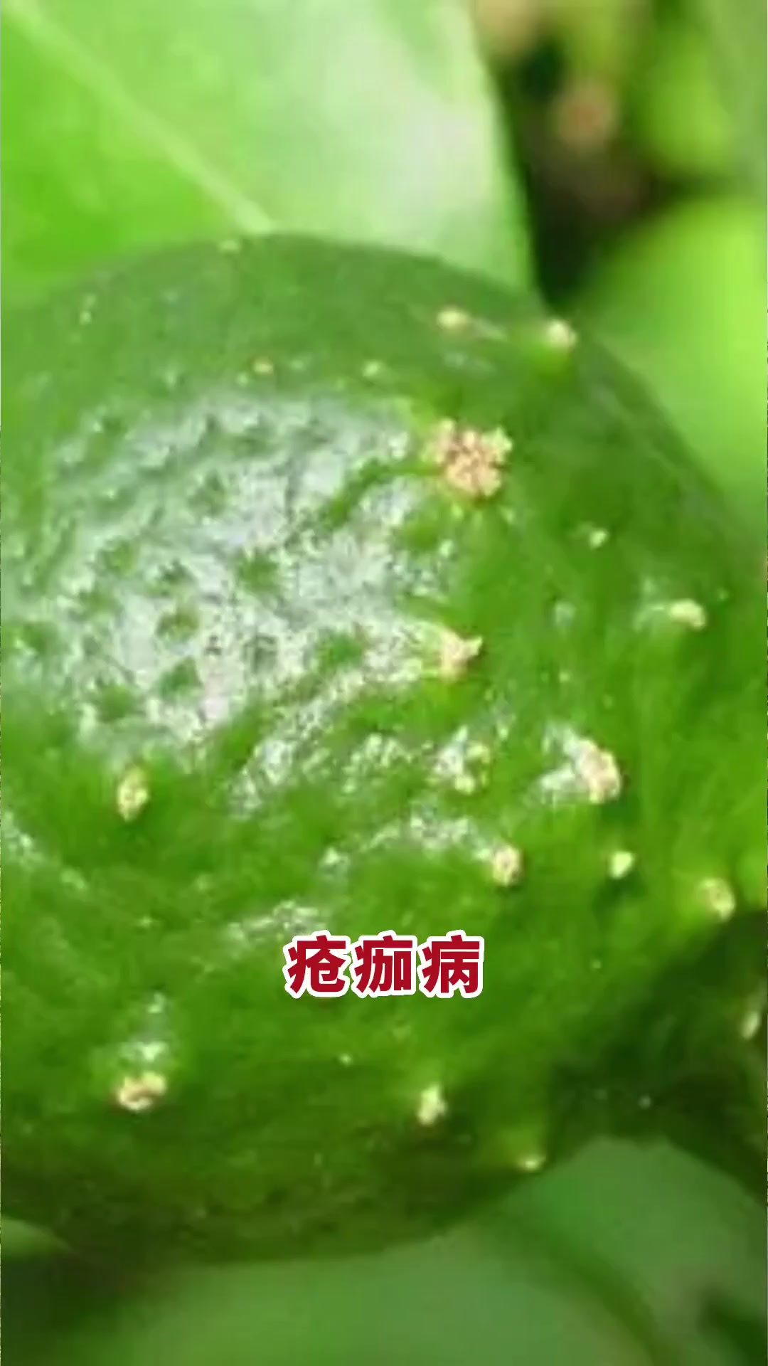 哪些原因会造成柑橘花皮果