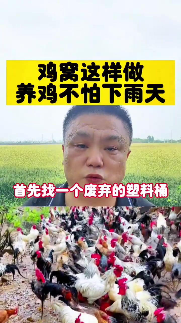 鸡窝这样做养鸡不怕下雨天
