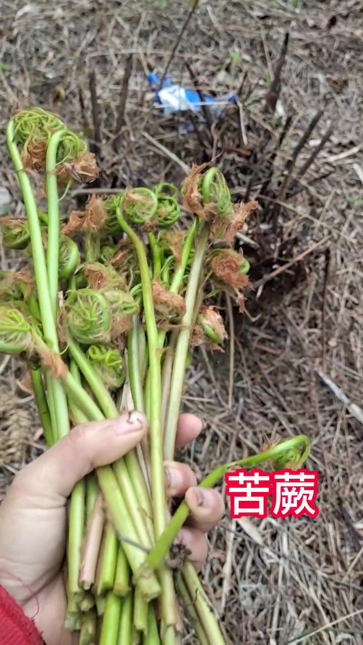 又到了吃苦蕨的季节了