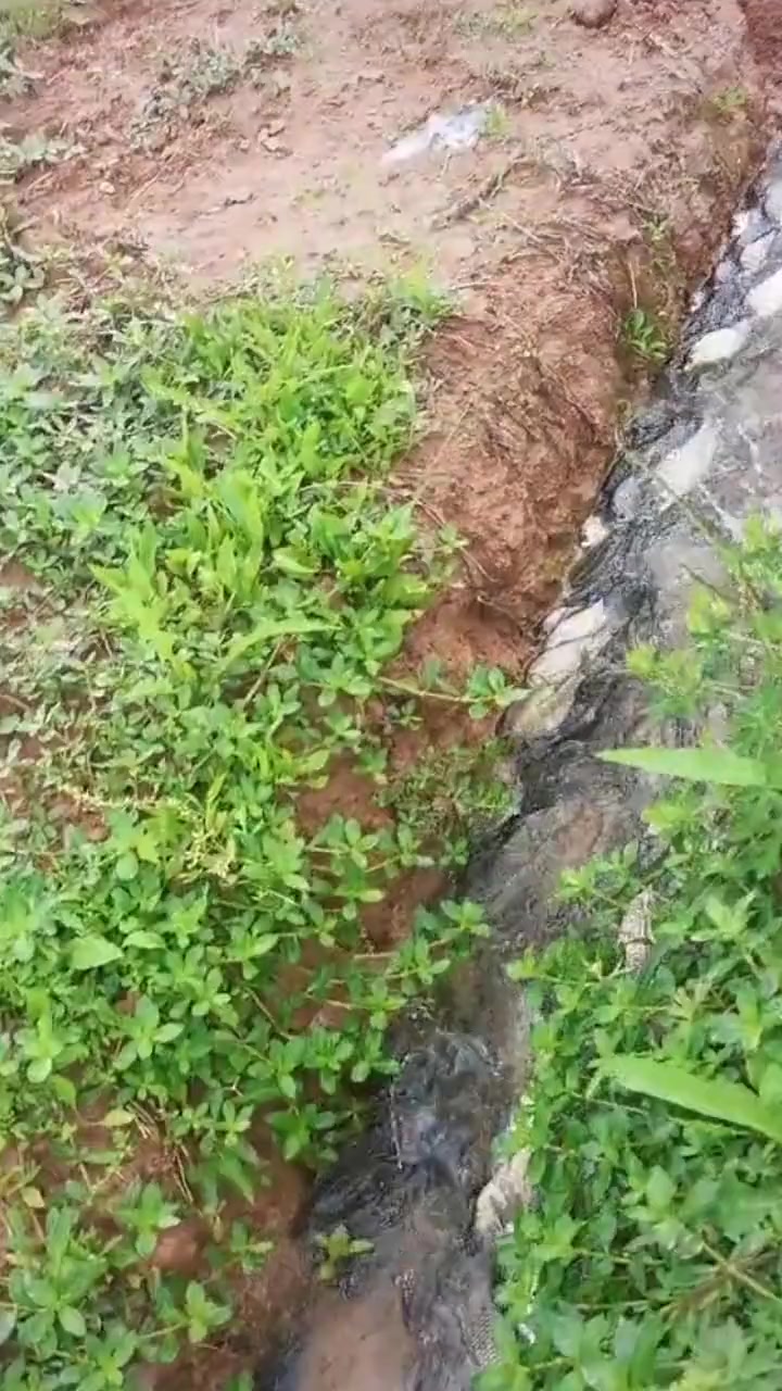 小河里面的野生大板鲫鱼,往上跳水