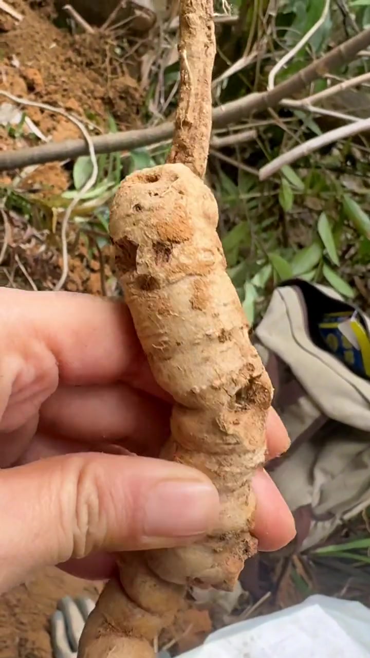 巴戟天,搭配牛大力煲汤,泡酒是最好的