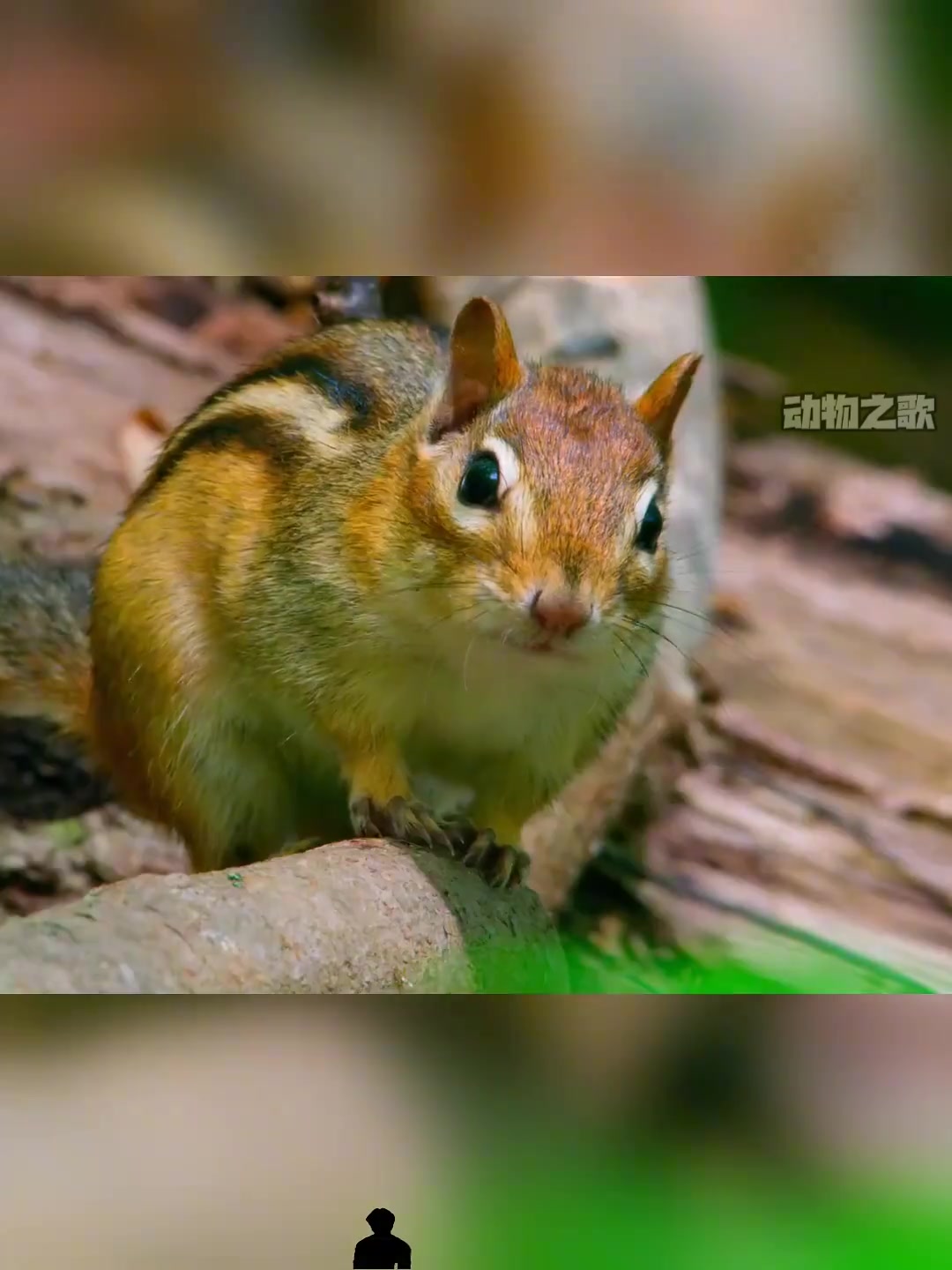 可爱的猪猪,过年杀年猪。#猪 #五花肉 #猪肉